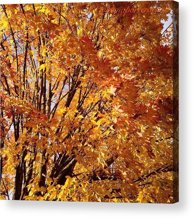 Fall Trees 2 Acrylic Print featuring the photograph Fall Trees II by Anna Porter