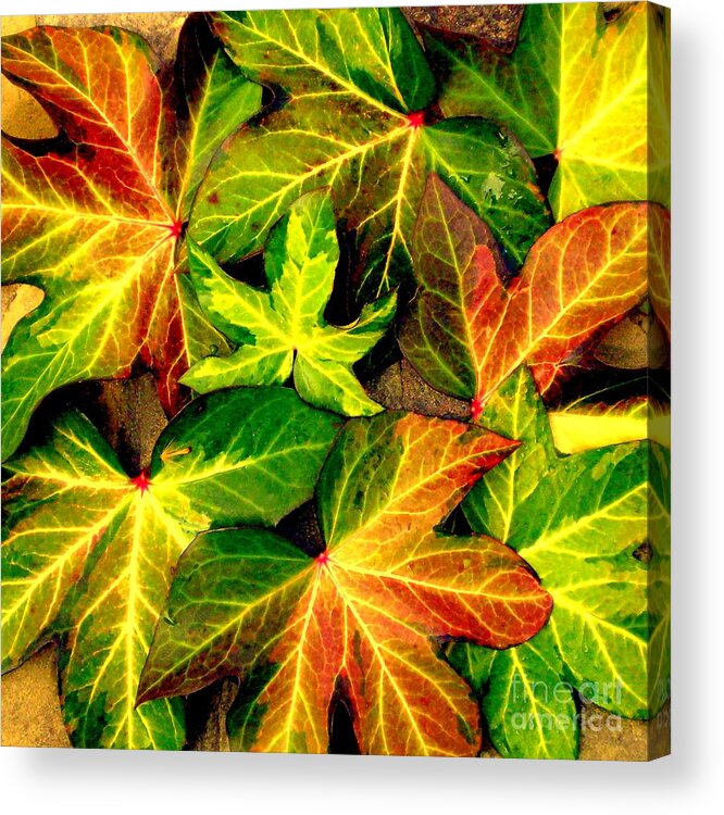 Fall Acrylic Print featuring the photograph Fallen Colors by Maurisca Sardju