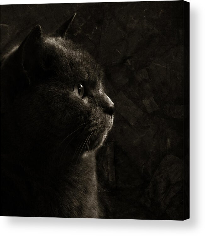 Cat Acrylic Print featuring the photograph Feline perfection by Laura Melis