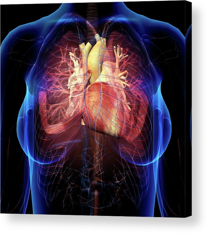 Female Chest With Heart And Bronchial Acrylic Print by Hank Grebe