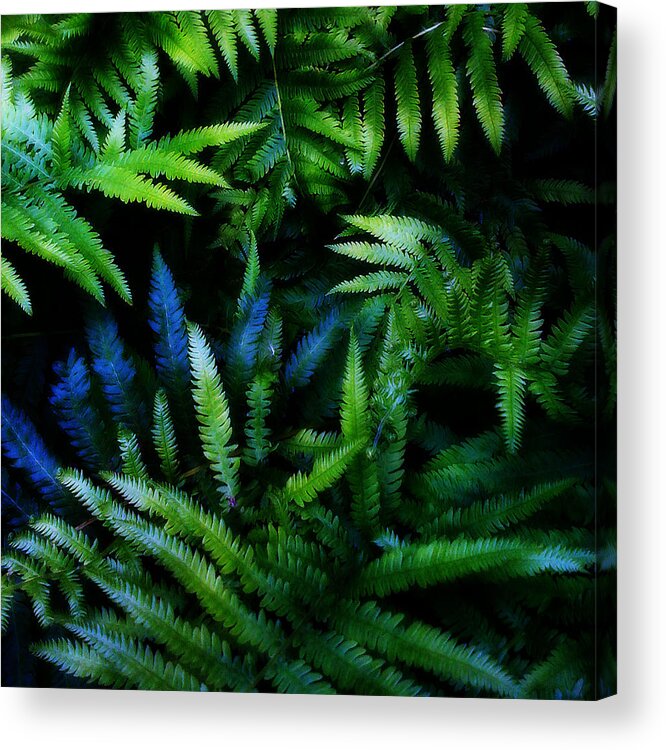 Plants Acrylic Print featuring the digital art Ferns by Matthew Lindley