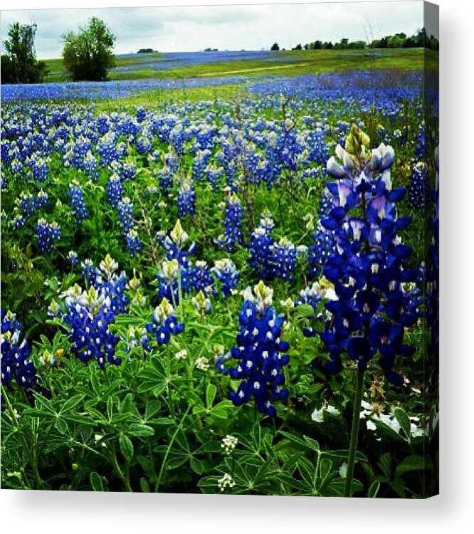 Blue Acrylic Print featuring the photograph Field Of #bluebonnets In #texas by John Wagner