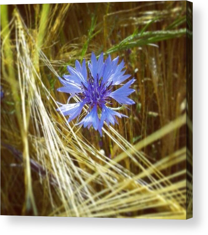 Love Acrylic Print featuring the photograph Fiordaliso by Emanuela Carratoni