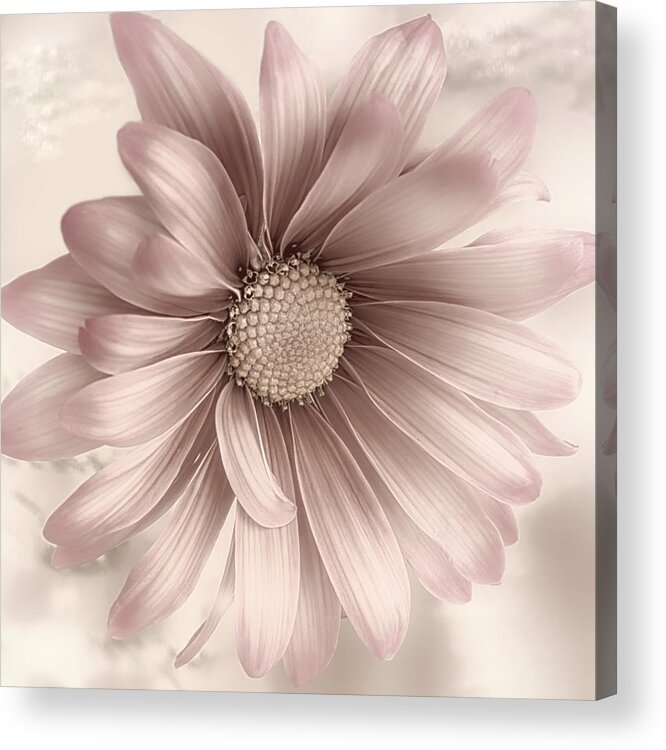 Floral Acrylic Print featuring the photograph First Love by Darlene Kwiatkowski