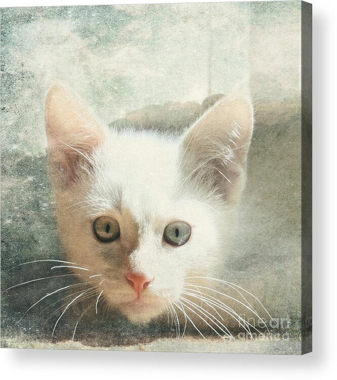 Kitten Acrylic Print featuring the photograph Flamepoint Siamese Kitten by Pam Holdsworth