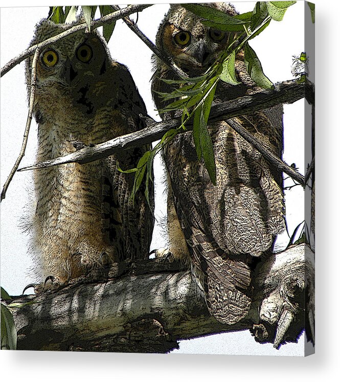Owl Acrylic Print featuring the photograph Fledglings by John Goyer