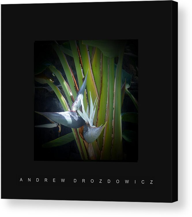Flowers Acrylic Print featuring the photograph Flora 2 by Andrew Drozdowicz
