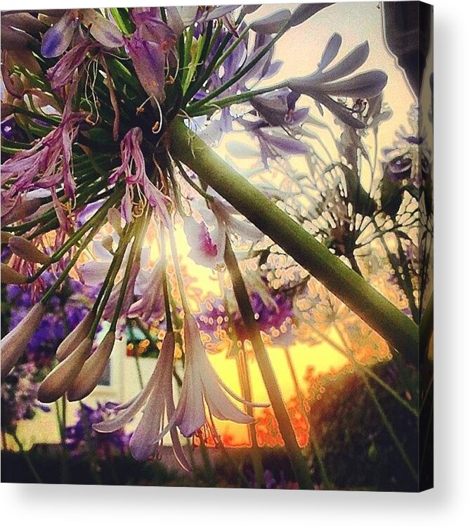 Flora Acrylic Print featuring the photograph Floral Fireworks by J Lopez