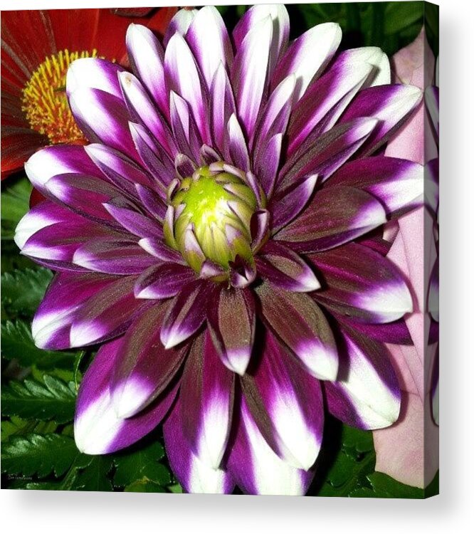 Beautiful Acrylic Print featuring the photograph Floralstyle by Eve Tamminen