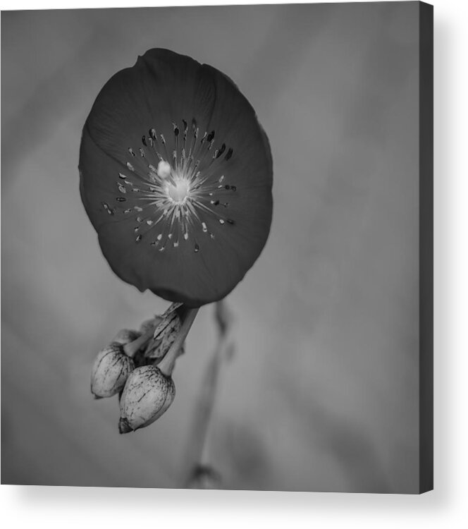 Flower Acrylic Print featuring the photograph Flower Unknown by Ron White