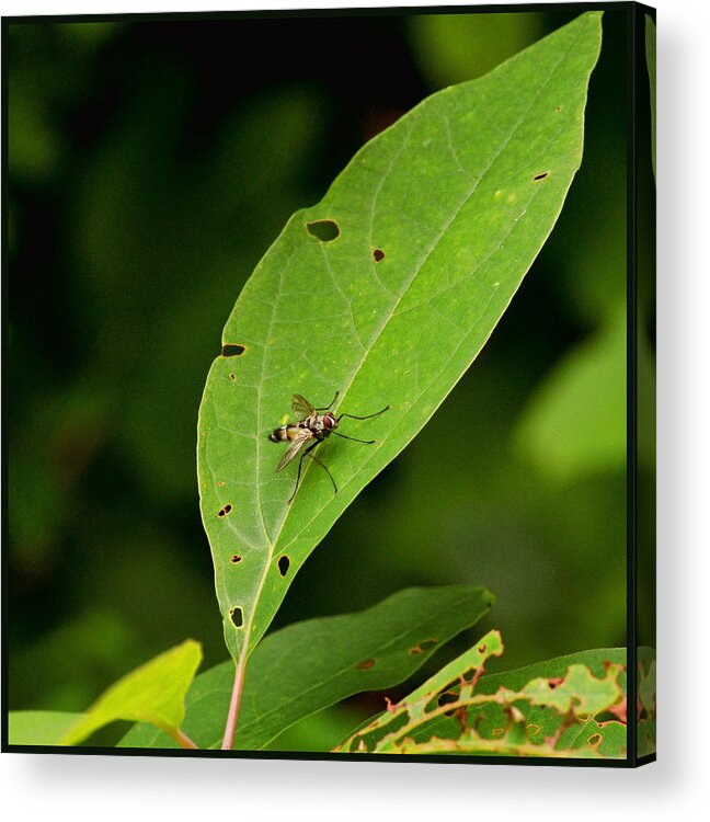 Fly Acrylic Print featuring the pyrography Fly on Leaf by Jeffrey Platt
