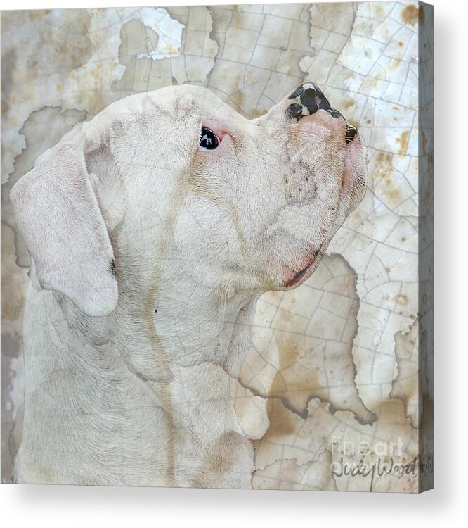 Dog Acrylic Print featuring the digital art Focus by Judy Wood