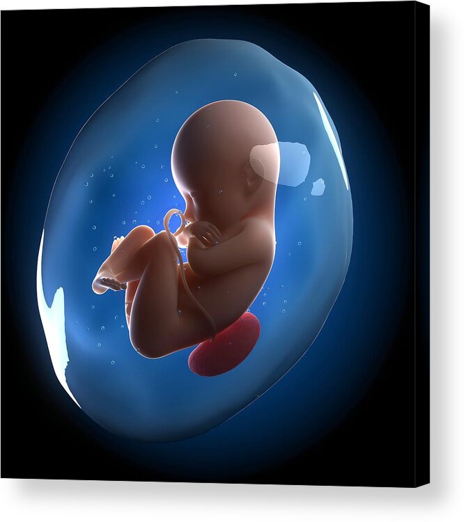 Physiology Acrylic Print featuring the drawing Foetus, artwork by Science Photo Library - SCIEPRO