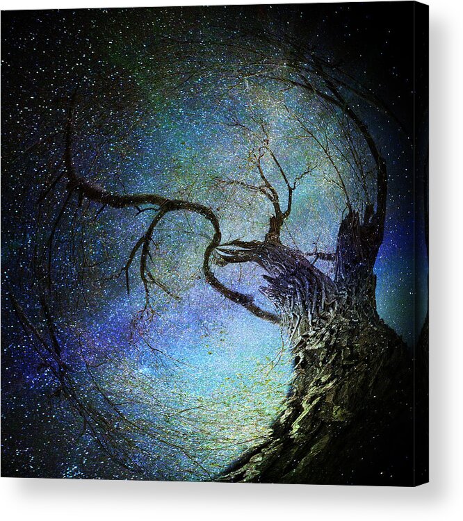 Bark Acrylic Print featuring the photograph Forest Magic by Michele Cornelius