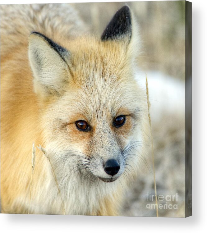 Red Fox Acrylic Print featuring the photograph Fox Face by Deby Dixon