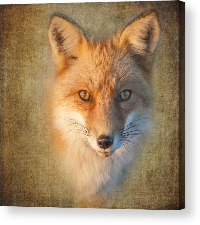 Fox Acrylic Print featuring the photograph Foxy by Cathy Kovarik