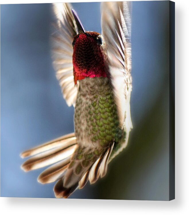 Hummingbird Acrylic Print featuring the photograph Free Falling by Melanie Lankford Photography