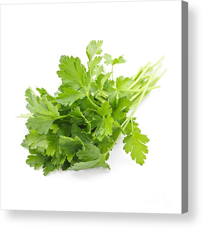Parsley Acrylic Print featuring the photograph Fresh parsley by Elena Elisseeva