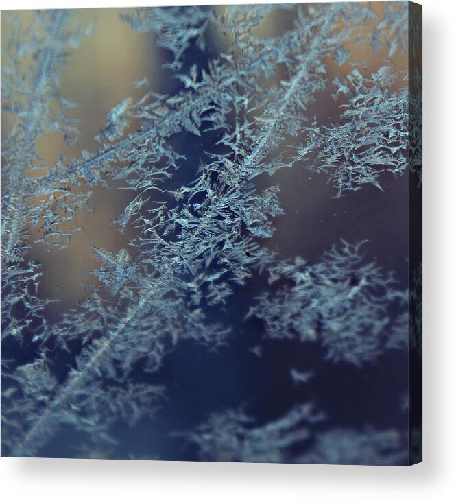 Frost Acrylic Print featuring the photograph Frosty by Candice Trimble