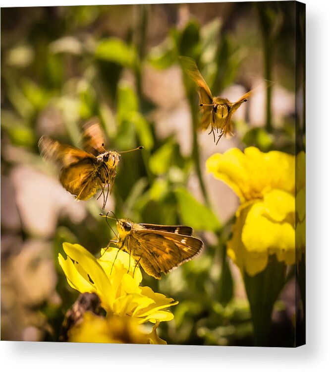 Moths Acrylic Print featuring the photograph Garden Fairies Strike a Vogue Pose by Len Romanick