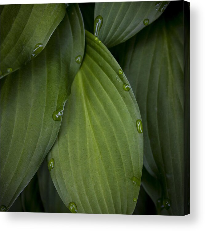 Flowers Acrylic Print featuring the photograph Morning drops by Glenn DiPaola