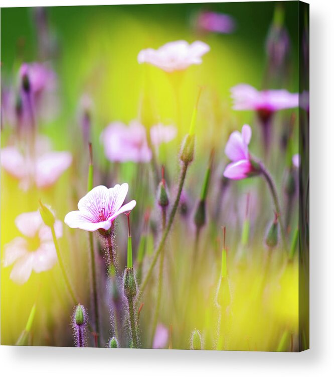 Geranium Acrylic Print featuring the photograph Geranium by Heiko Koehrer-Wagner