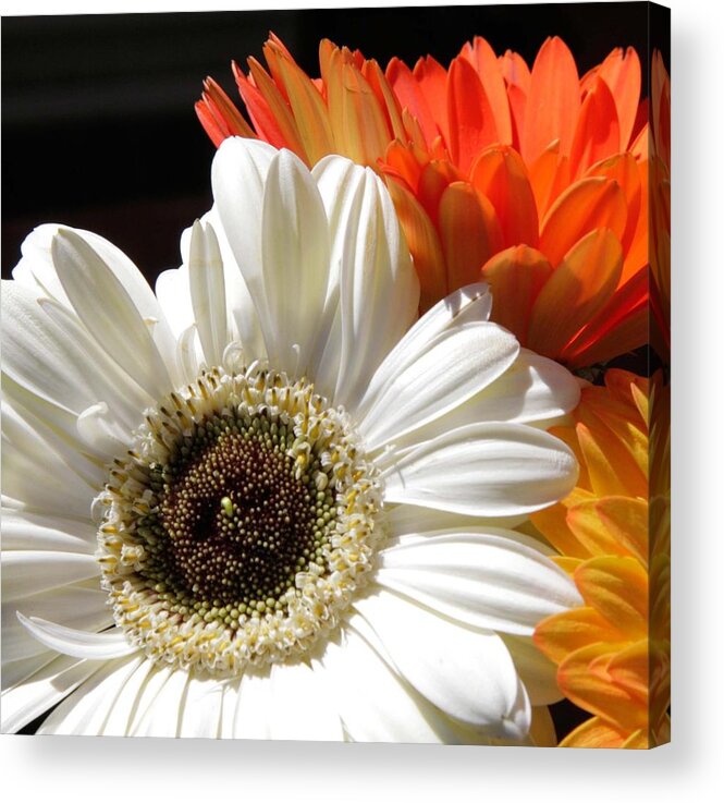 Gerber Daisy Acrylic Print featuring the photograph Gerber Trio by Natalie Rotman Cote