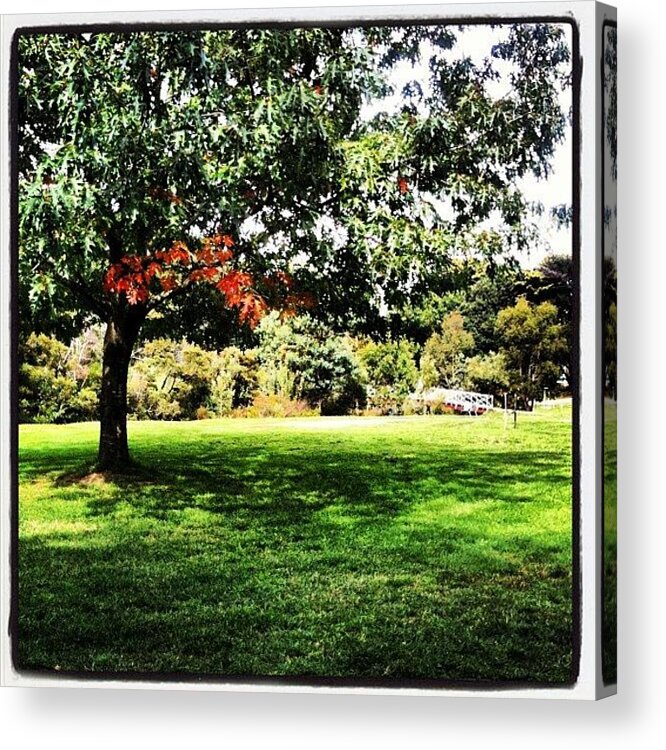 Melbourne Acrylic Print featuring the photograph #gisbourne #melbourne #nature #park by Katie Ball