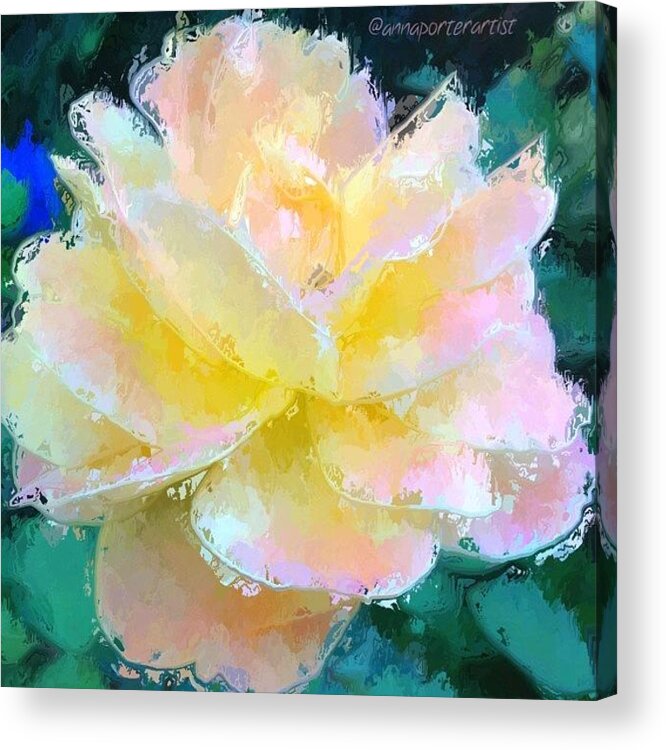 Glazed Acrylic Print featuring the photograph Glazed Pale Pink And Yellow Rose by Anna Porter