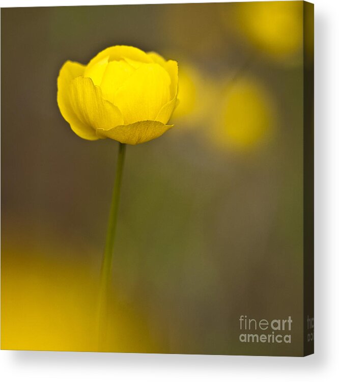 Ranunculaceae Acrylic Print featuring the photograph Globe Flower by Heiko Koehrer-Wagner