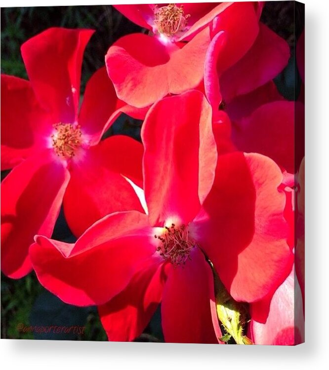 Glowing Acrylic Print featuring the photograph Glowing Red Roses by Anna Porter