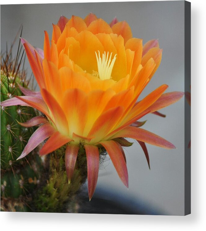 Cactus Acrylic Print featuring the photograph Golden Blossom by Patricia Quandel