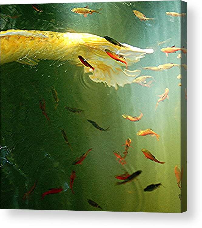 Underwater Acrylic Print featuring the photograph Golden Fluted Koi Tail And Ruby Barbs by Amazing Images By Jungle Mama!