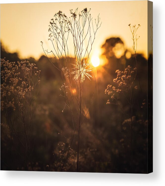 Sunshine Acrylic Print featuring the photograph Golden Hour by Maria Robinson