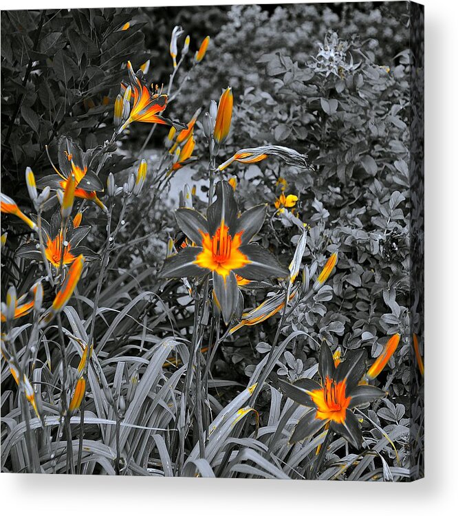 Nature Acrylic Print featuring the photograph Golden Invite by Tim G Ross