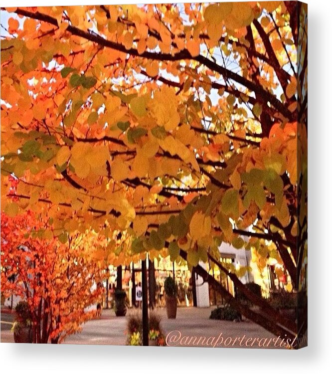 Autumn Acrylic Print featuring the photograph Remembering Autumn by Anna Porter