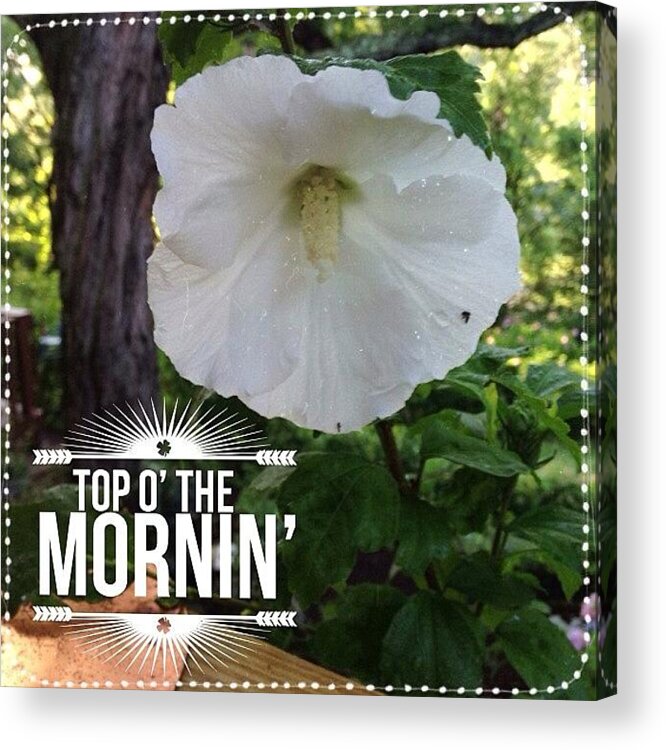 Hibiscus Acrylic Print featuring the photograph Good Morning! Blooming Today, My White by Teresa Mucha