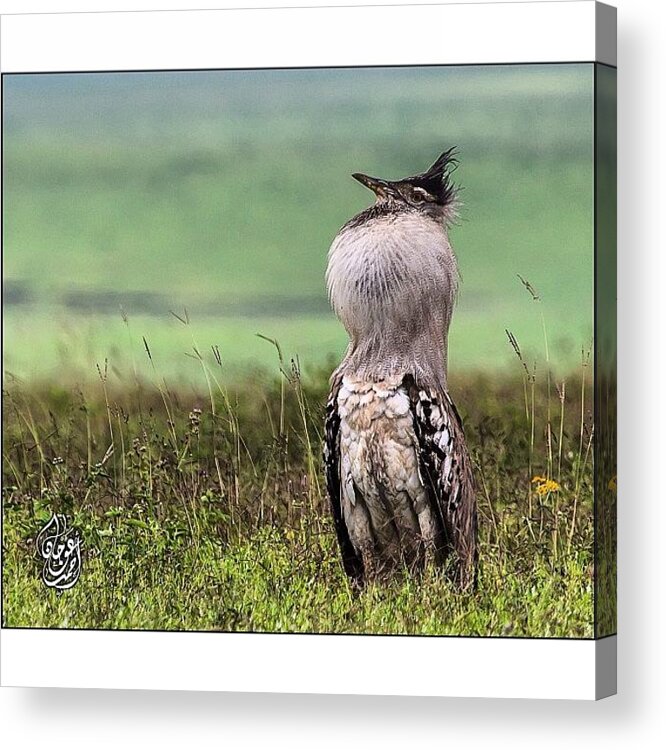 Garden Acrylic Print featuring the photograph Good Morning Igers, A Beautiful Bird by Ahmed Oujan