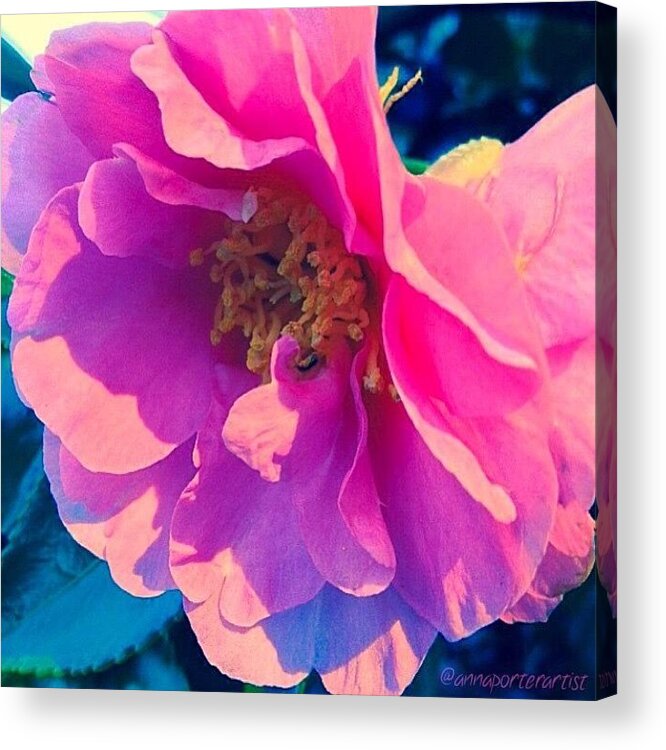 Goodnight Pink Camellia Acrylic Print featuring the photograph Goodnight Pink Camellia by Anna Porter