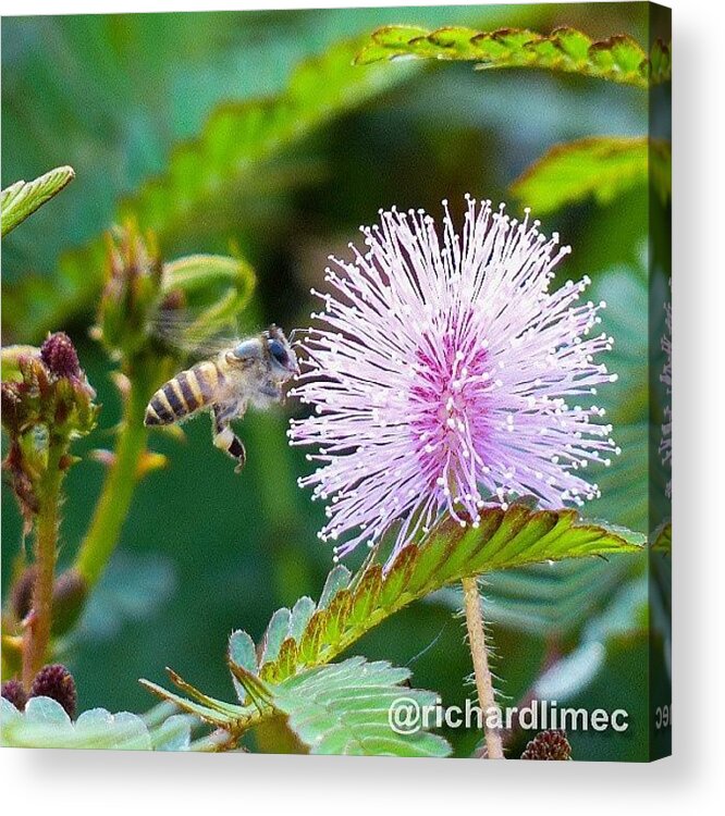 Flower Acrylic Print featuring the photograph Got To Get To The Nectar! #bee #flower by Richard Lim
