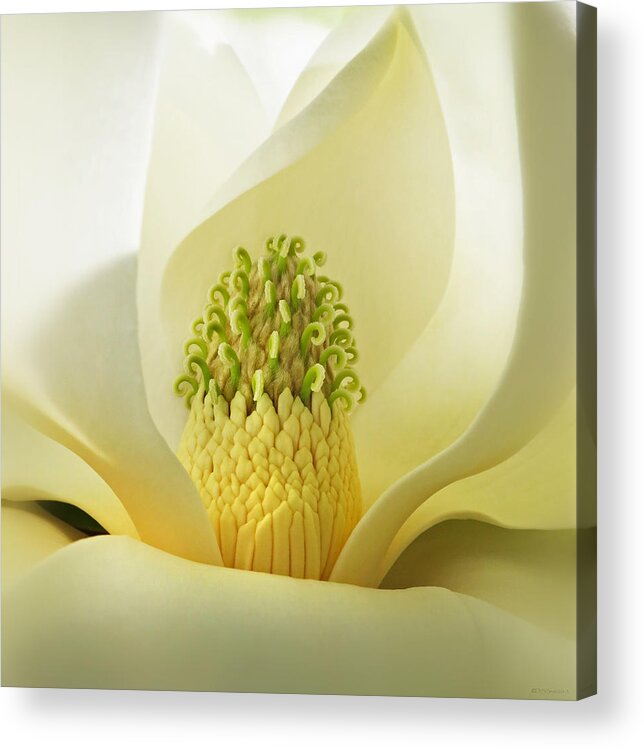 Flora Acrylic Print featuring the photograph Grandiflora Magnolia by Deborah Smith