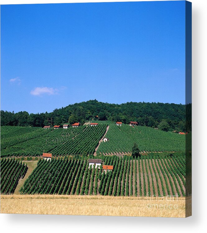 Agriculture Acrylic Print featuring the photograph Grape Plantation, Franconia, Germany by Christian Grzimek