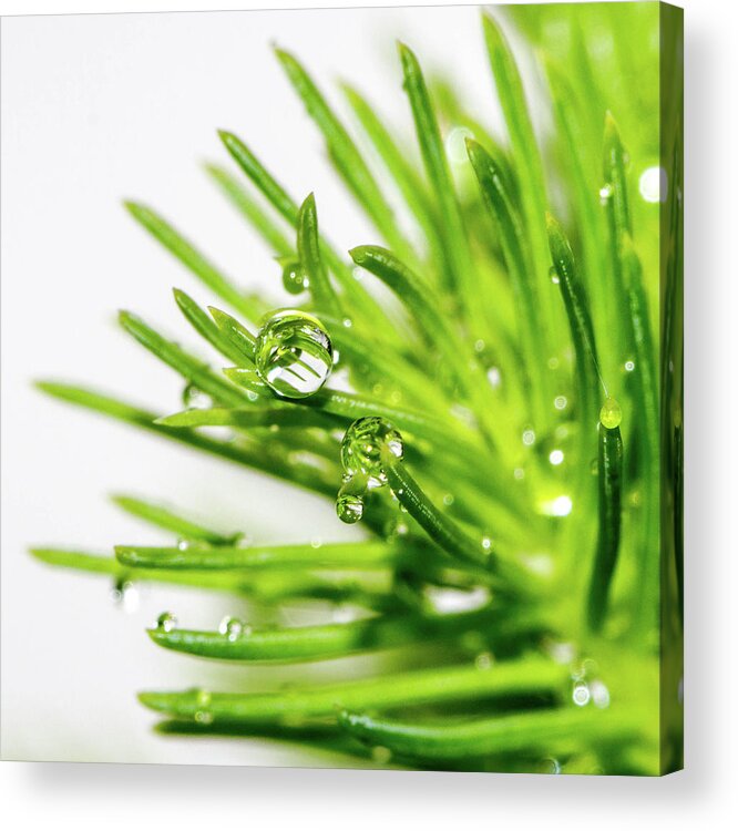 Grass Acrylic Print featuring the photograph Grass With Rain Drops by Martin J Cook