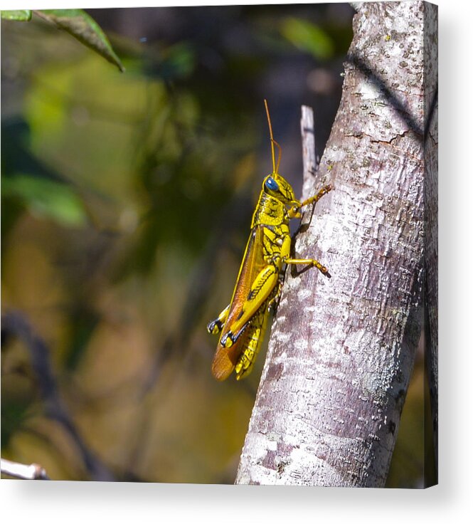 Grasshopper Acrylic Print featuring the photograph Grasshopper by John Johnson