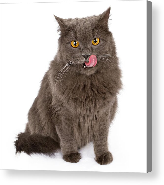 Cat Acrylic Print featuring the photograph Gray cat with tongue out isolated on white by Good Focused