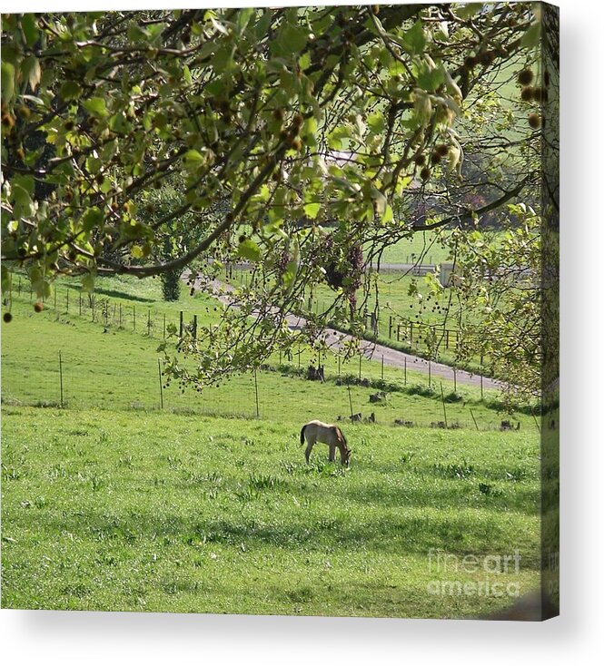 Horse Acrylic Print featuring the photograph Grazing under the oak tree by Cynthia Marcopulos