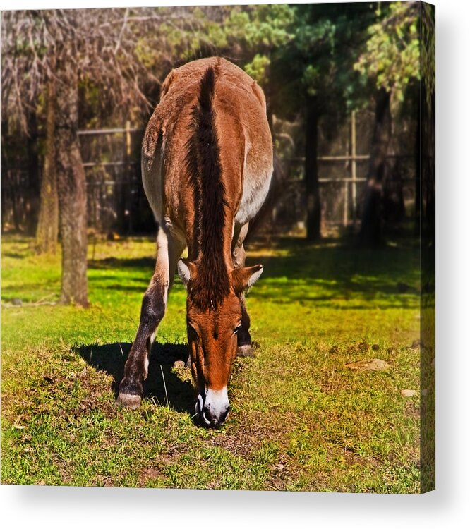 #przewalski's Horse Acrylic Print featuring the photograph Grazing with an attitude by Miroslava Jurcik