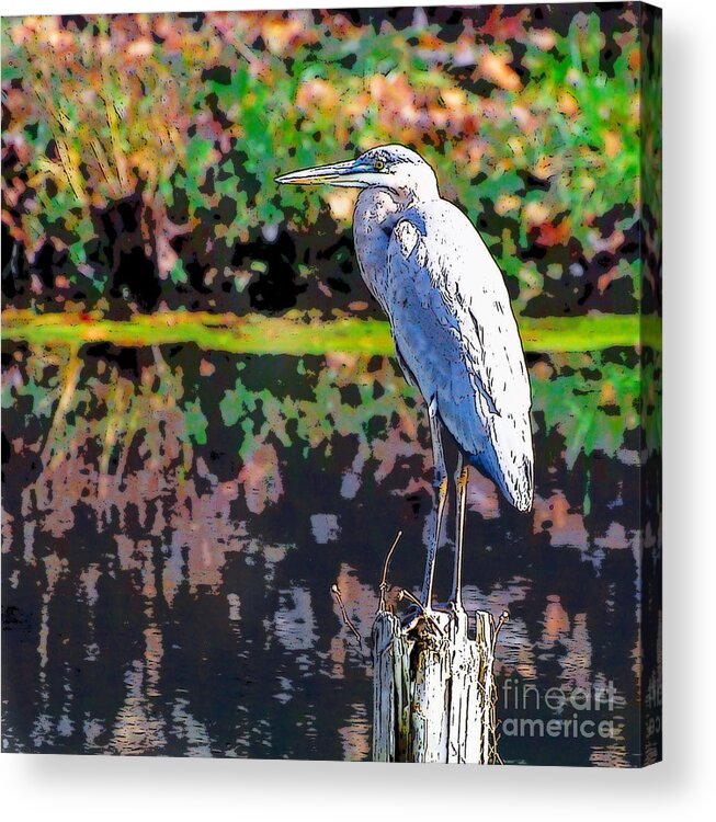 Great Blue Heron Acrylic Print featuring the photograph Great Blue Heron at the pond by Kerri Farley