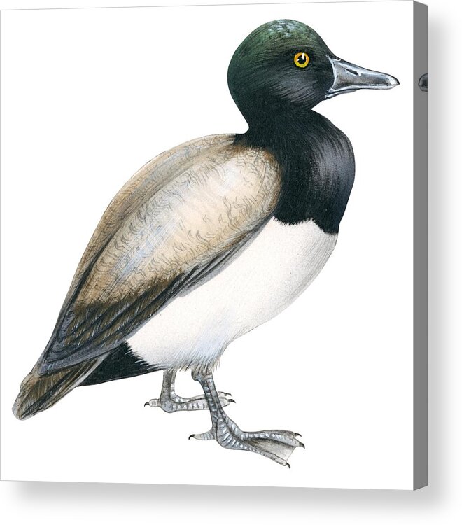 Scaup Acrylic Print featuring the drawing Greater scaup by Anonymous