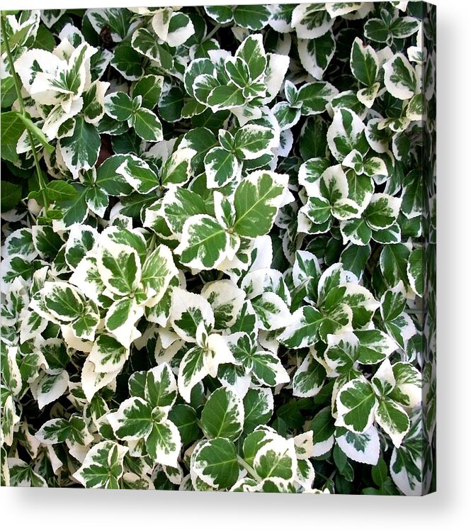 Photography Acrylic Print featuring the photograph 'Green and White' by Liza Dey
